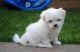 Maltese Puppies for sale in Maryland Ave, Rockville, MD 20850, USA. price: NA