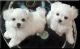 Maltese Puppies for sale in Spartanburg School District 03, SC, USA. price: NA