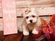 Maltese Puppies for sale in Jonesville, NC 28642, USA. price: NA