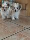 Maltese Puppies for sale in Southfield, MI, USA. price: NA