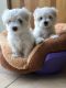 Maltese Puppies for sale in Bowman, SC 29018, USA. price: NA