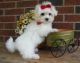 Maltese Puppies for sale in North Myrtle Beach, SC, USA. price: NA