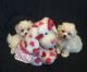 Maltese Puppies for sale in Mississauga, ON, Canada. price: NA