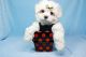 Maltese Puppies for sale in Agoura Hills, CA, USA. price: NA