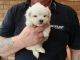 Maltese Puppies for sale in Dallas Township, PA, USA. price: NA
