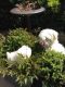 Maltese Puppies for sale in Pennsylvania Turnpike, Pennsylvania, USA. price: NA