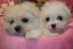 Maltese Puppies for sale in Matawan, NJ 07747, USA. price: NA