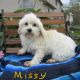 Maltese Puppies for sale in Canton, OH, USA. price: NA