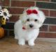 Maltese Puppies for sale in Park Manor Blvd, Pittsburgh, PA, USA. price: NA