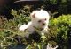 Maltese Puppies for sale in California Ave, Santa Monica, CA 90403, USA. price: NA