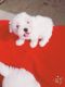 Maltese Puppies for sale in Brooklyn, MS 39425, USA. price: $500