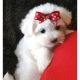 Maltese Puppies for sale in Ring Rd, Calumet City, IL 60409, USA. price: NA