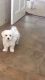 Maltese Puppies for sale in Atlanta Hwy, Montgomery, AL, USA. price: NA
