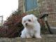 Maltese Puppies for sale in Klamath Falls, OR, OR, USA. price: NA