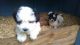 Maltese Puppies for sale in West Springfield, MA, USA. price: $500