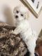 Maltese Puppies for sale in Hookstown Grade Rd, Clinton, PA 15026, USA. price: NA