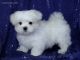 Maltese Puppies for sale in Marysville, WA, USA. price: $440