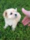 Maltese Puppies for sale in Edgemont, AR 72044, USA. price: NA