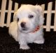 Maltese Puppies for sale in Basking Ridge, NJ 07920, USA. price: NA