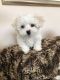 Maltese Puppies for sale in PA-18, Albion, PA, USA. price: NA
