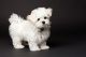 Maltese Puppies for sale in KY-227, Owenton, KY 40359, USA. price: NA
