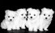 Maltese Puppies for sale in New Orleans, LA, USA. price: $400