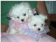 Maltese Puppies for sale in Louisville, KY 40241, USA. price: $300