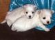 Maltese Puppies for sale in West Chester, PA, USA. price: NA
