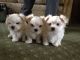 Maltese Puppies for sale in SC-274, Clover, SC 29710, USA. price: NA