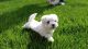 Maltese Puppies for sale in SC-274, Clover, SC 29710, USA. price: NA