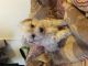 Maltese Puppies for sale in Lancaster, CA 93535, USA. price: $1,600