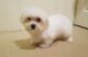 Maltese Puppies for sale in Pocatello, ID, USA. price: $500