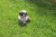 Maltese Puppies for sale in Crestwood, KY 40014, USA. price: NA