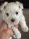 Maltese Puppies for sale in Roff, OK 74865, USA. price: $800