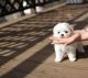 Maltese Puppies for sale in Land O' Lakes, FL, USA. price: NA