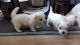 Maltese Puppies for sale in Howard Ave, Biloxi, MS 39530, USA. price: NA