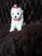 Maltese Puppies for sale in Crestwood, KY 40014, USA. price: NA