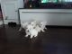 Maltese Puppies for sale in 200 N Spring St, Los Angeles, CA 90012, USA. price: NA