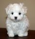 Maltese Puppies for sale in Danville, IL 61832, USA. price: NA