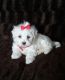 Maltese Puppies for sale in Columbia Ave, Franklin, TN 37064, USA. price: NA