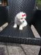 Maltese Puppies for sale in Columbia Ave, Franklin, TN 37064, USA. price: NA