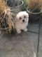 Maltese Puppies for sale in Belle Vernon, PA 15012, USA. price: NA