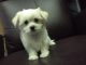 Maltese Puppies for sale in Halifax, PA, USA. price: NA