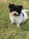 Maltese Puppies for sale in 6522 W Broadway Rd, Phoenix, AZ 85043, USA. price: NA