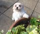 Maltese Puppies for sale in Belle Vernon, PA 15012, USA. price: NA