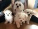 Maltese Puppies for sale in Olympia, WA, USA. price: NA