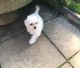 Maltese Puppies for sale in S Acansa Dr, Pueblo West, CO 81007, USA. price: NA