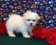 Maltese Puppies for sale in Dover, DE, USA. price: $500