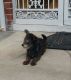 Maltese Puppies for sale in Hempstead, NY 11550, USA. price: $250