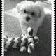 Maltese Puppies for sale in Highland, IL 62249, USA. price: NA